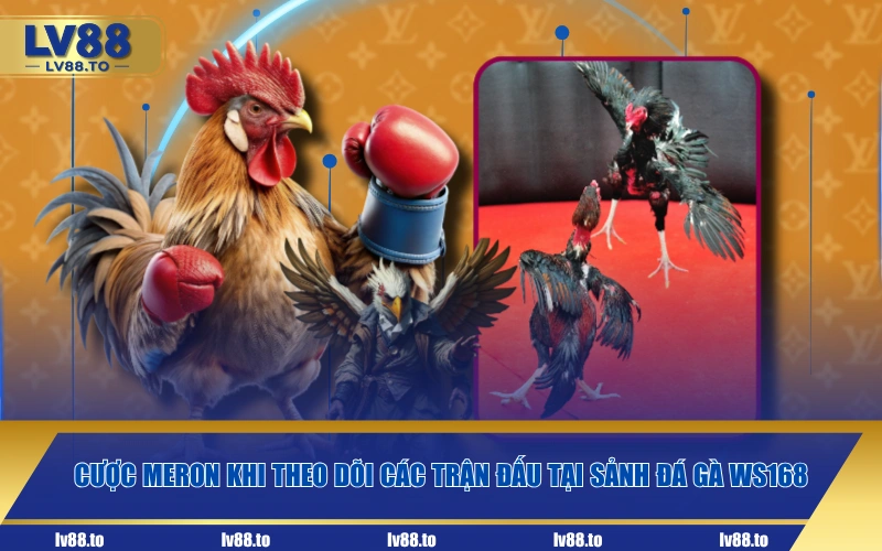 Cược Meron khi theo dõi các trận đấu tại sảnh đá gà WS168