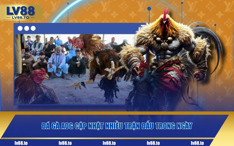 Đá gà AOG cập nhật nhiều trận đấu trong ngày