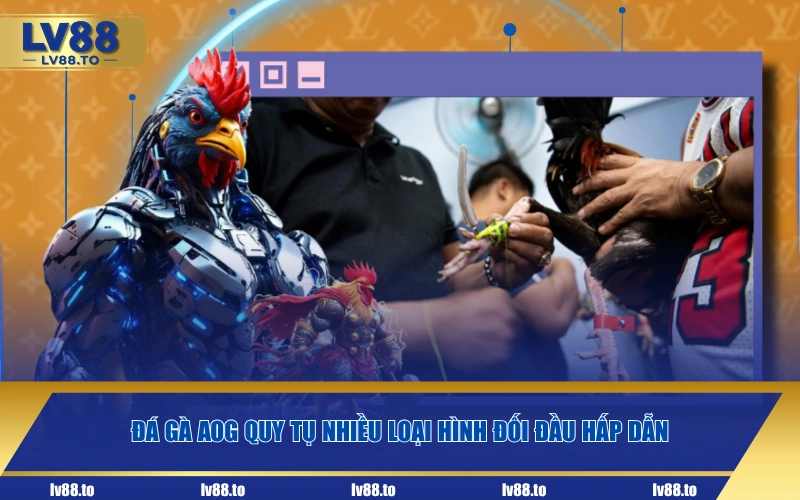 Đá Gà AOG quy tụ nhiều loại hình đối đầu hấp dẫn
