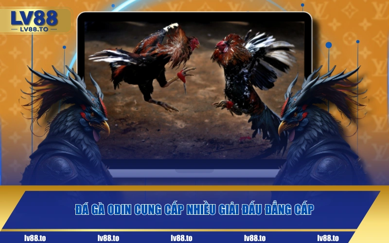 Đá gà ODIN cung cấp nhiều giải đấu đẳng cấp