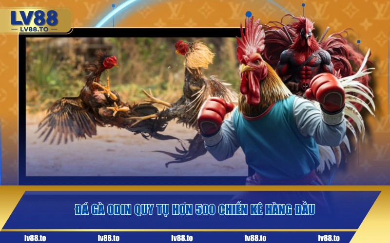 Đá gà ODIN quy tụ hơn 500 chiến kê hàng đầu
