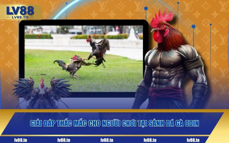 Giải đáp thắc mắc cho người chơi tại sảnh đá gà ODIN