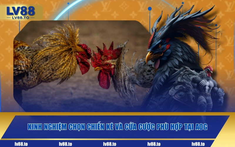 Kinh nghiệm chọn chiến kê và cửa cược phù hợp tại AOG