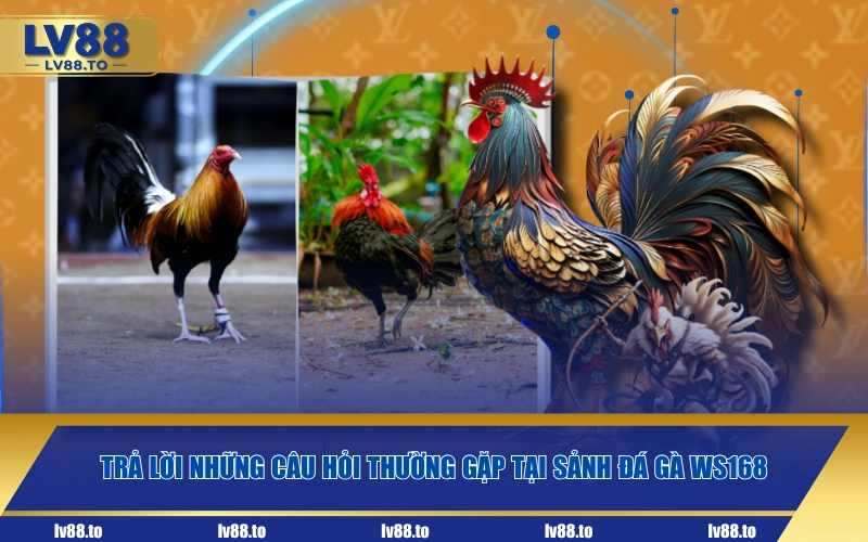 Trả lời những câu hỏi thường gặp tại sảnh đá gà WS168