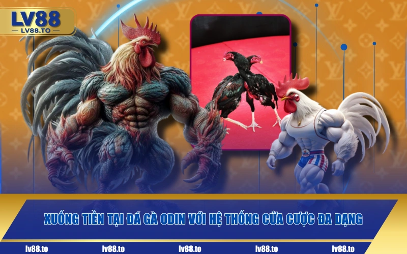 Xuống tiền tại đá gà ODIN với hệ thống cửa cược đa dạng
